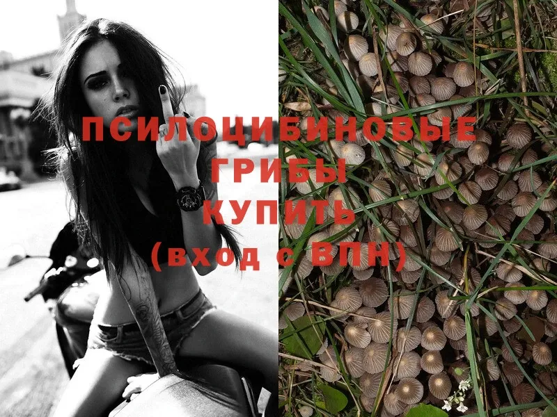 Галлюциногенные грибы Psilocybe  omg сайт  Димитровград  купить наркотики цена 